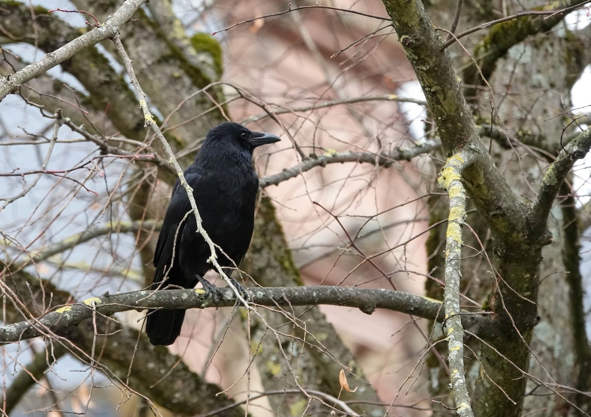 Carrion Crow - ML646211245