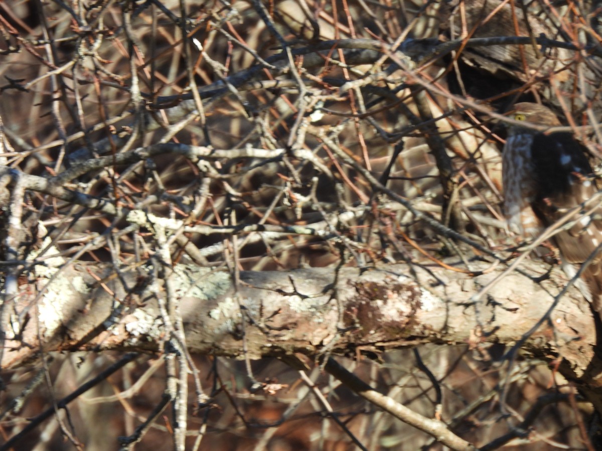 Sharp-shinned Hawk - ML646211250