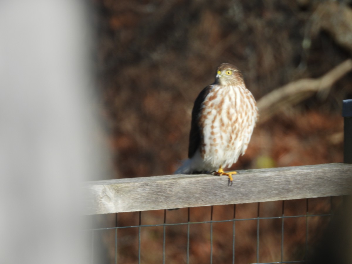 Sharp-shinned Hawk - ML646211251