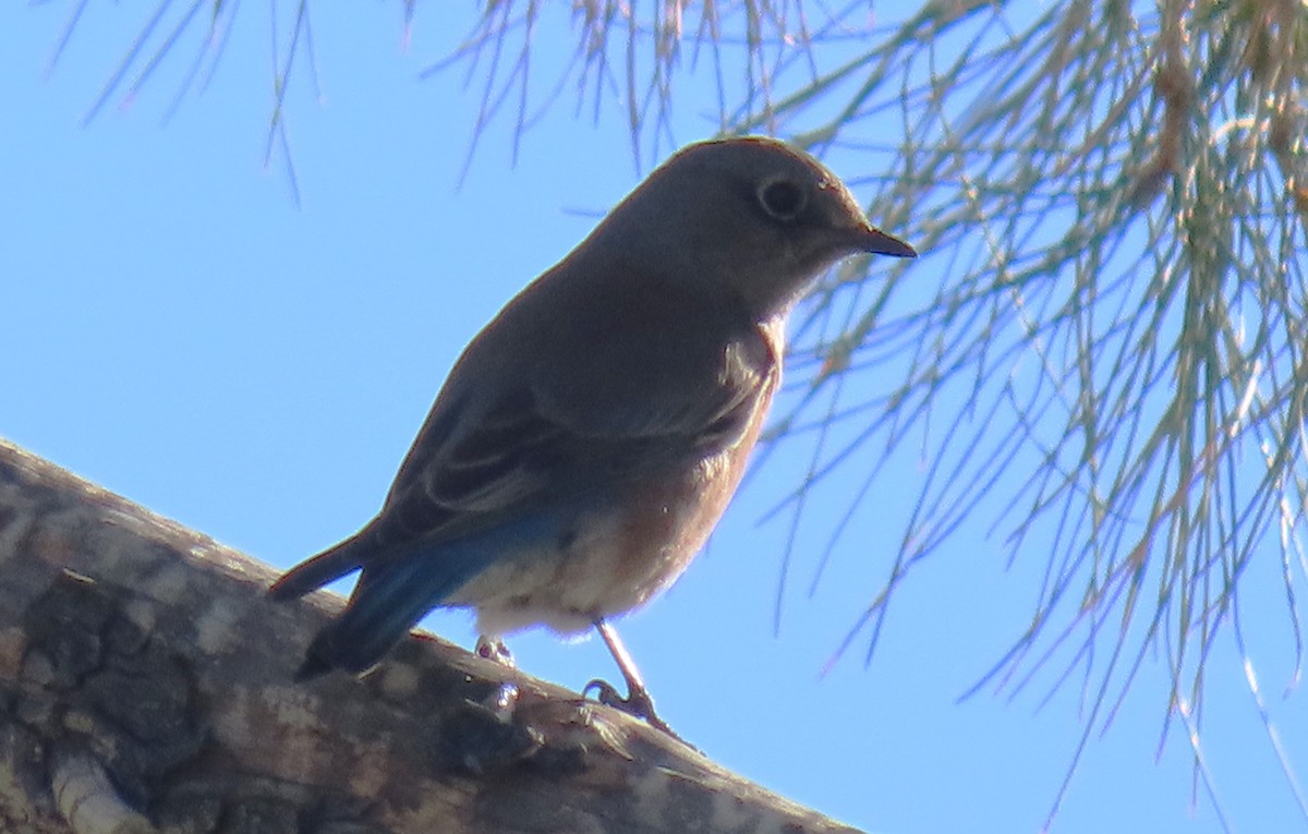 Western Bluebird - ML646211254
