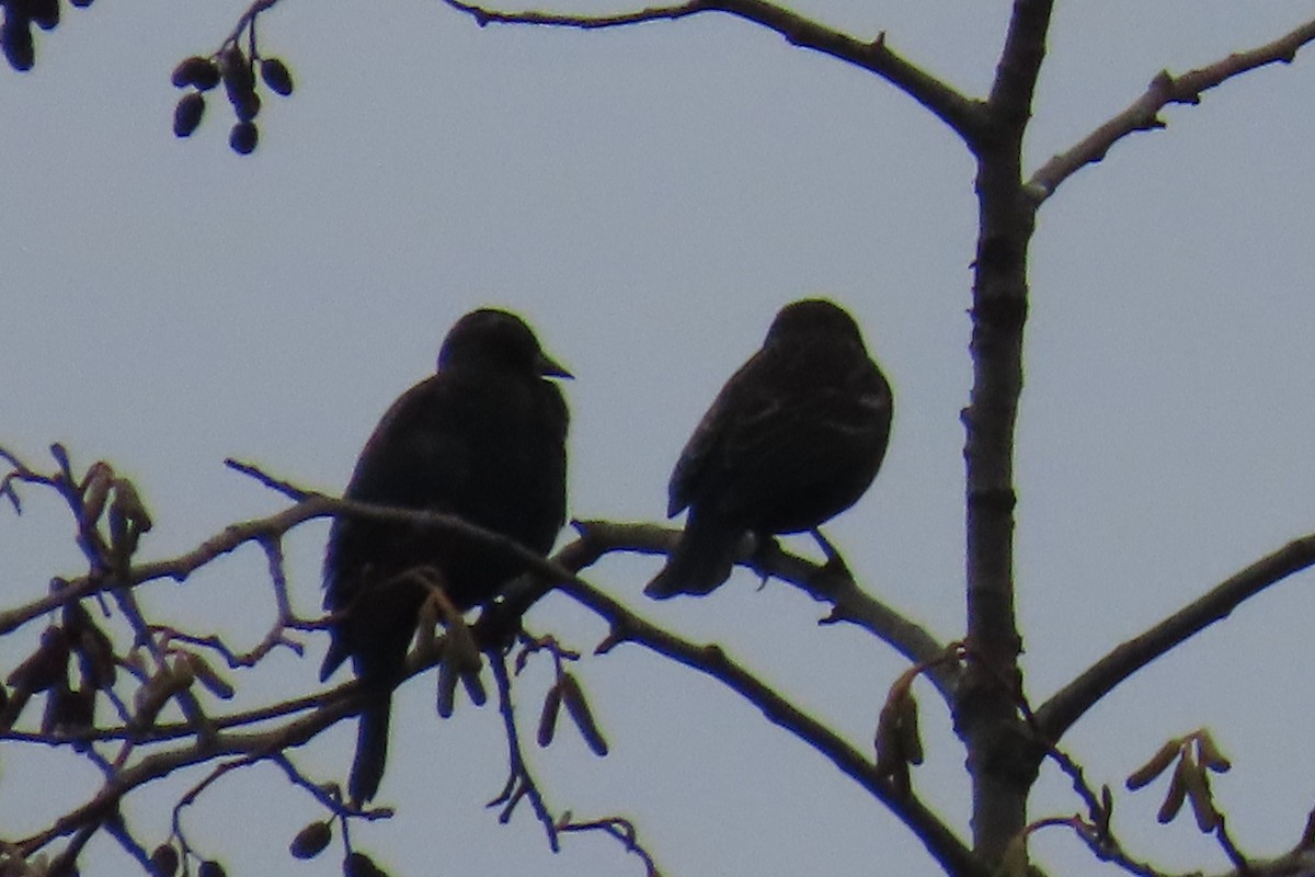 Red-winged Blackbird - ML646211256