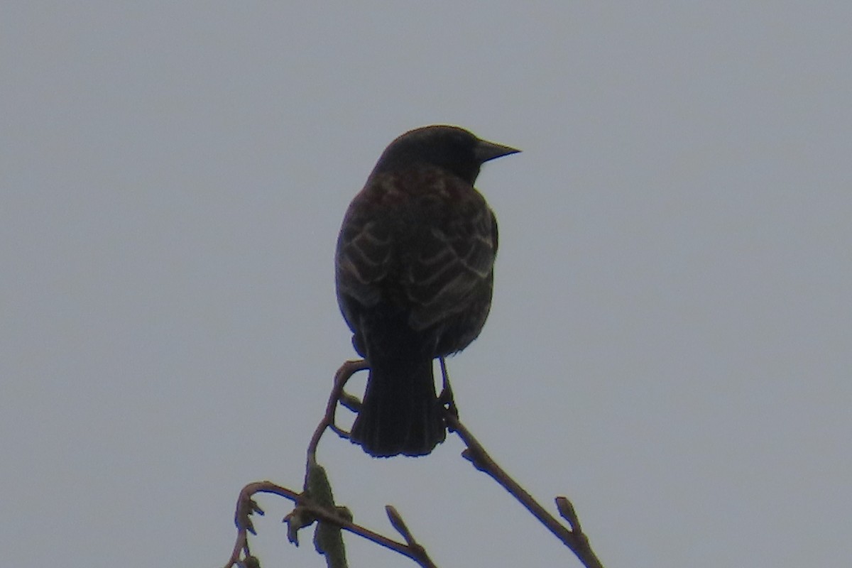 Red-winged Blackbird - ML646211257