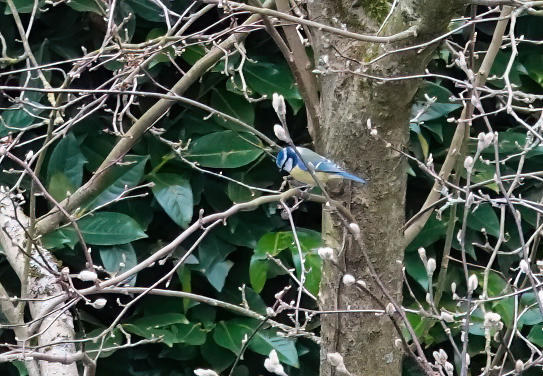 Eurasian Blue Tit - ML646211263