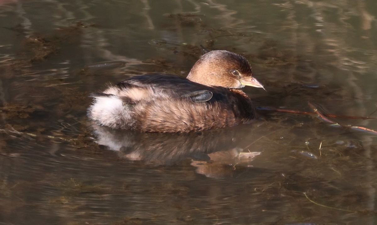 Pied-billed Grebe - ML646211265
