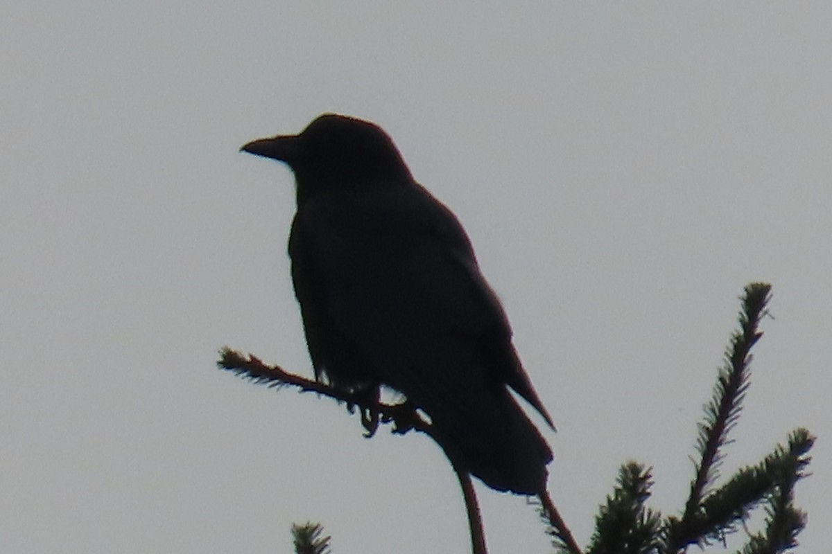American Crow - ML646211266