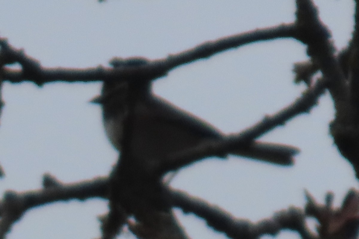 Dark-eyed Junco - ML646211272