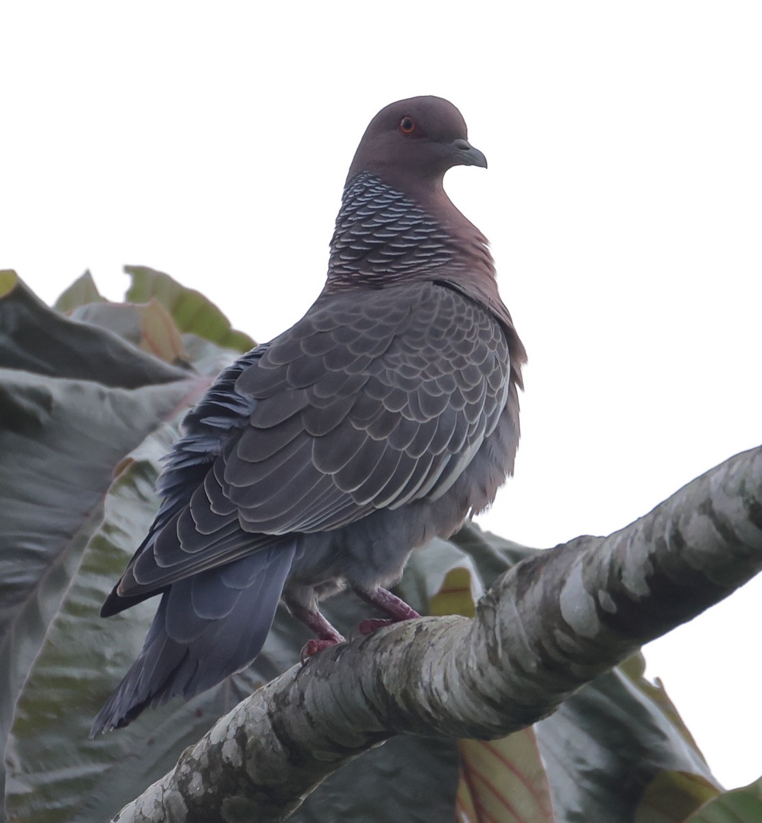 Pikazuro Güvercini - ML646211276