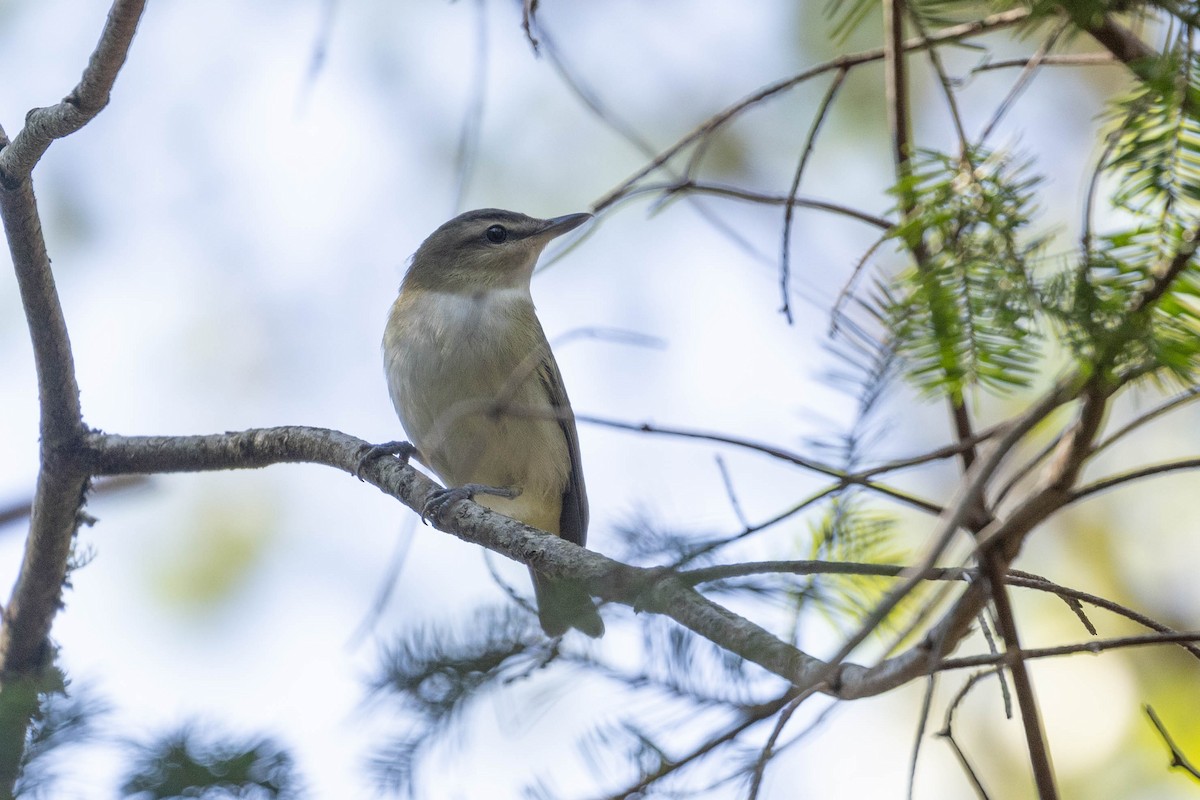 Kızıl Gözlü Vireo - ML646211279