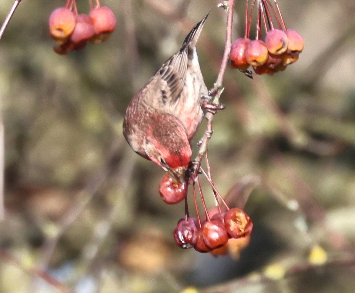 House Finch - ML646211286