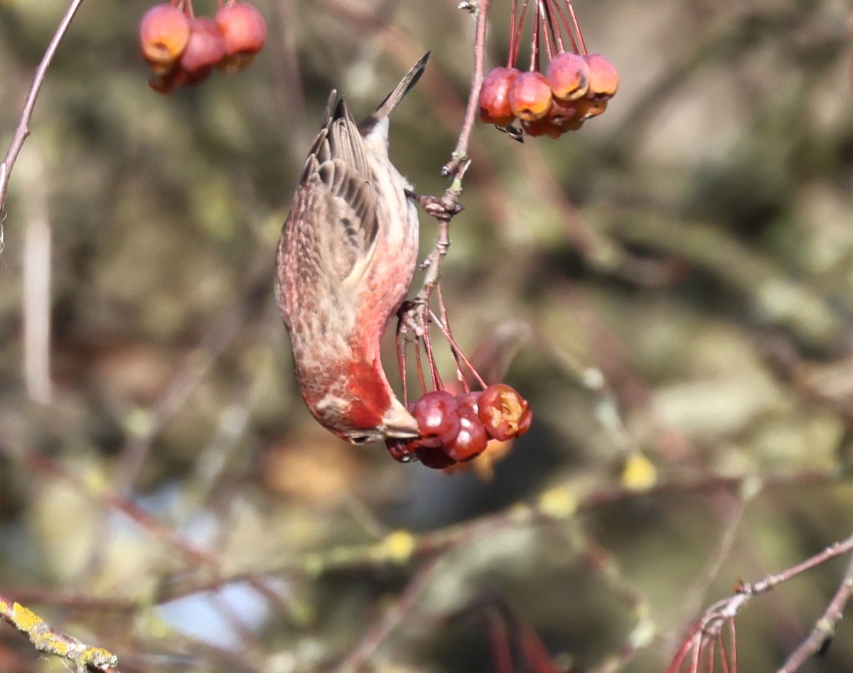 House Finch - ML646211287