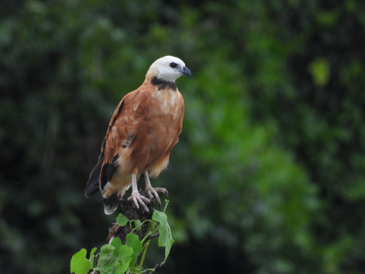 Buse à tête blanche - ML646211288