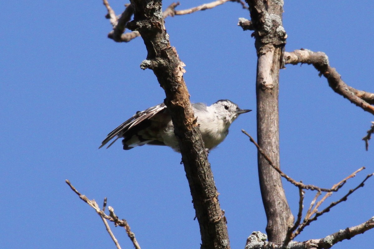 Sittelle à poitrine blanche - ML646211289