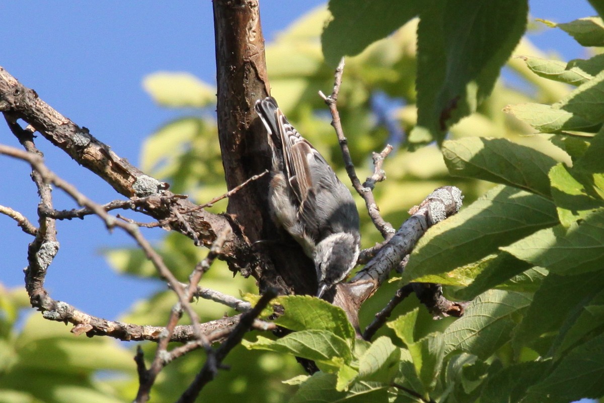 Sittelle à poitrine blanche - ML646211290