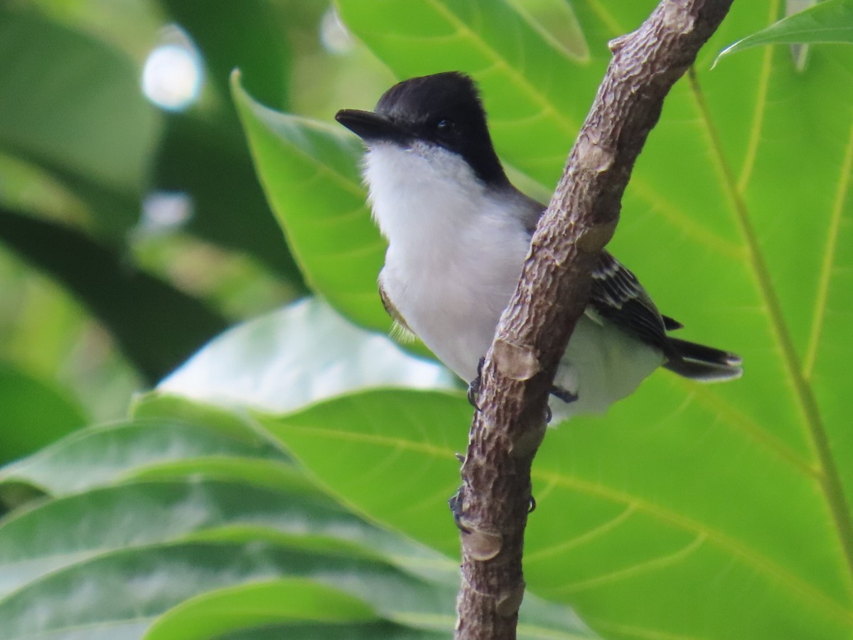 Tyran tête-police - ML646211291