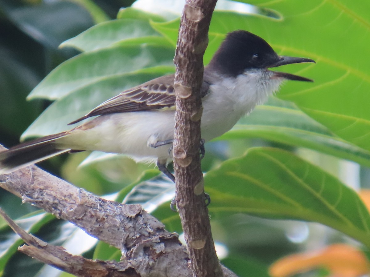 Tyran tête-police - ML646211292