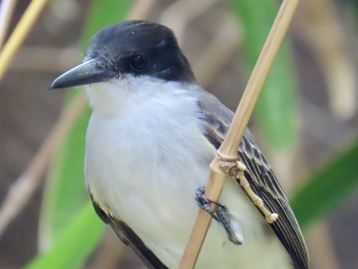 Tyran tête-police - ML646211293