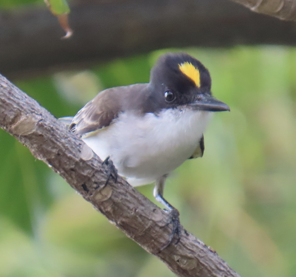 Tyran tête-police - ML646211294