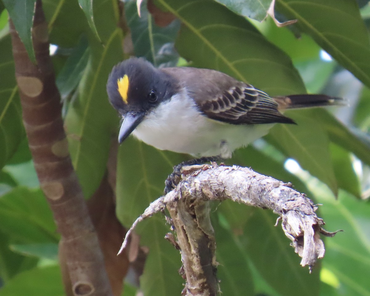 Tyran tête-police - ML646211295