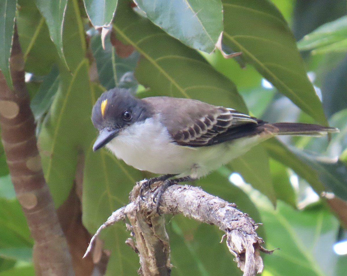 Tyran tête-police - ML646211296