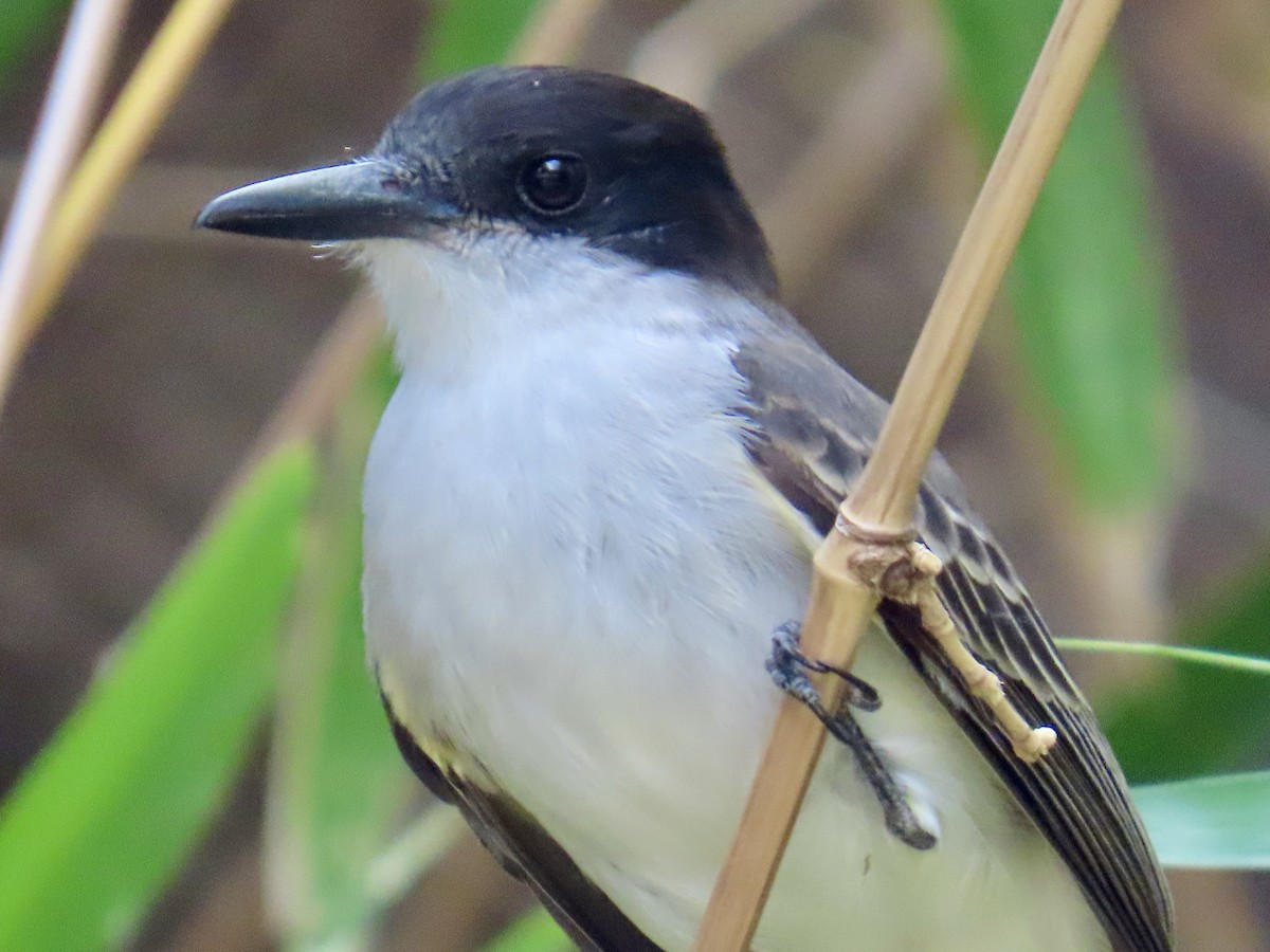 Tyran tête-police - ML646211297