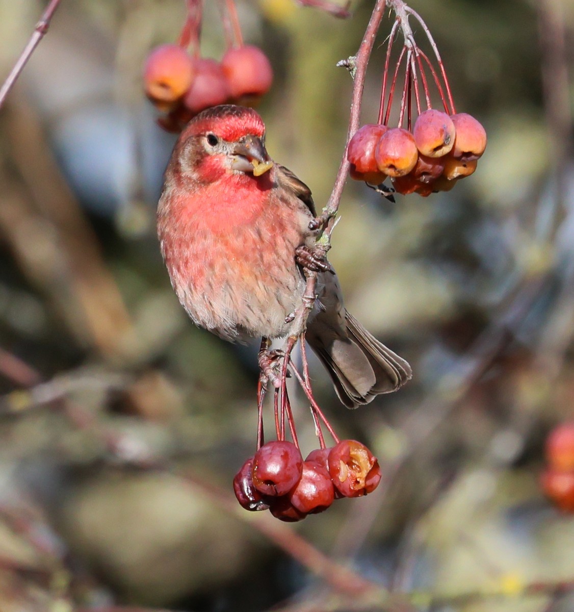 Roselin familier - ML646211298