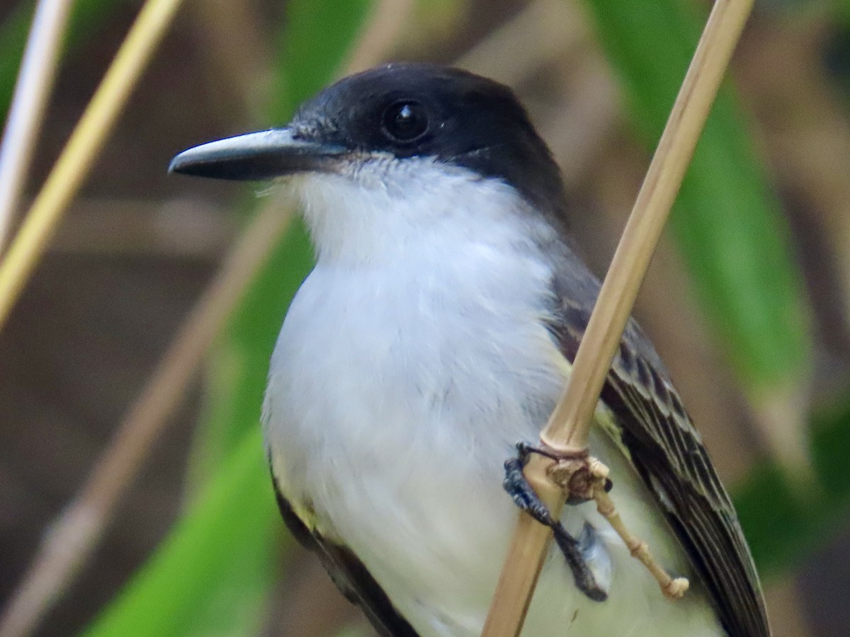 Tyran tête-police - ML646211299
