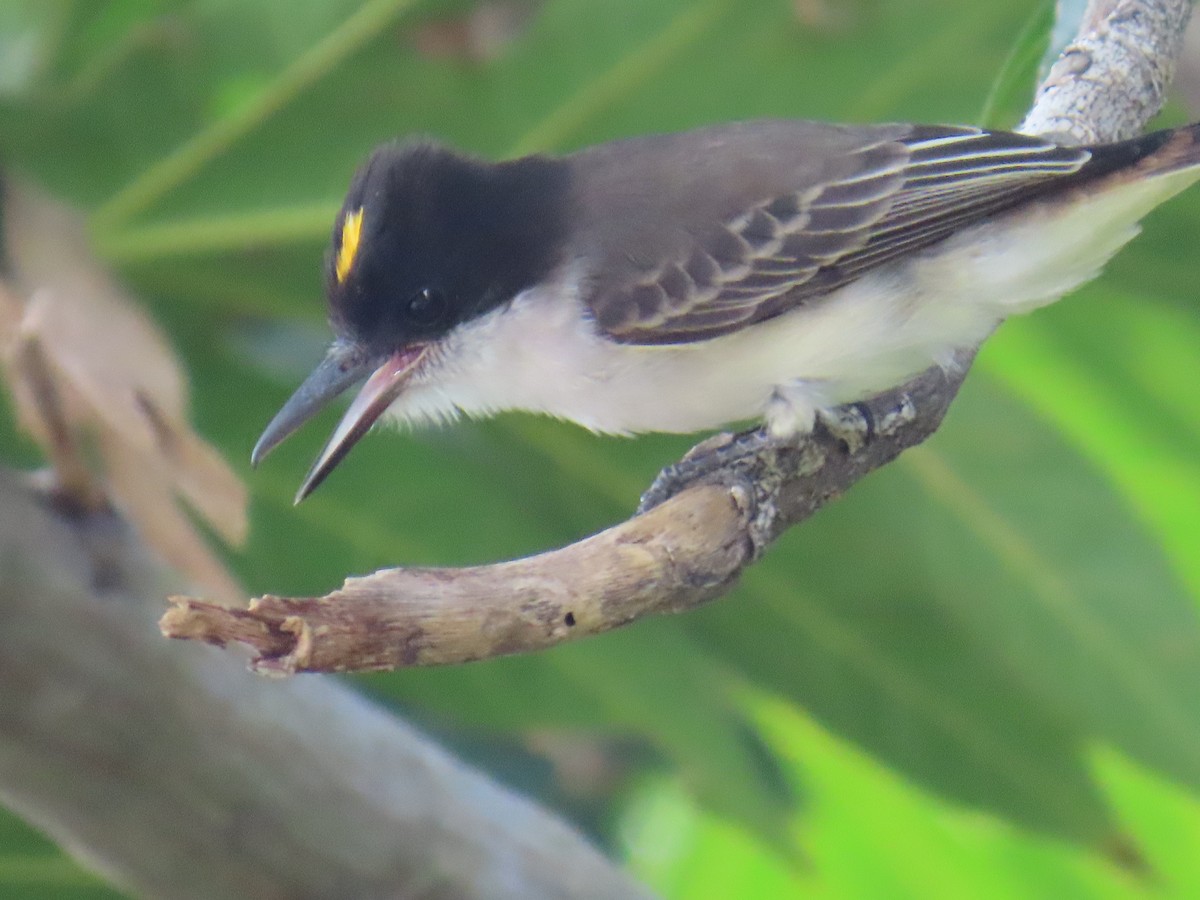 Tyran tête-police - ML646211301