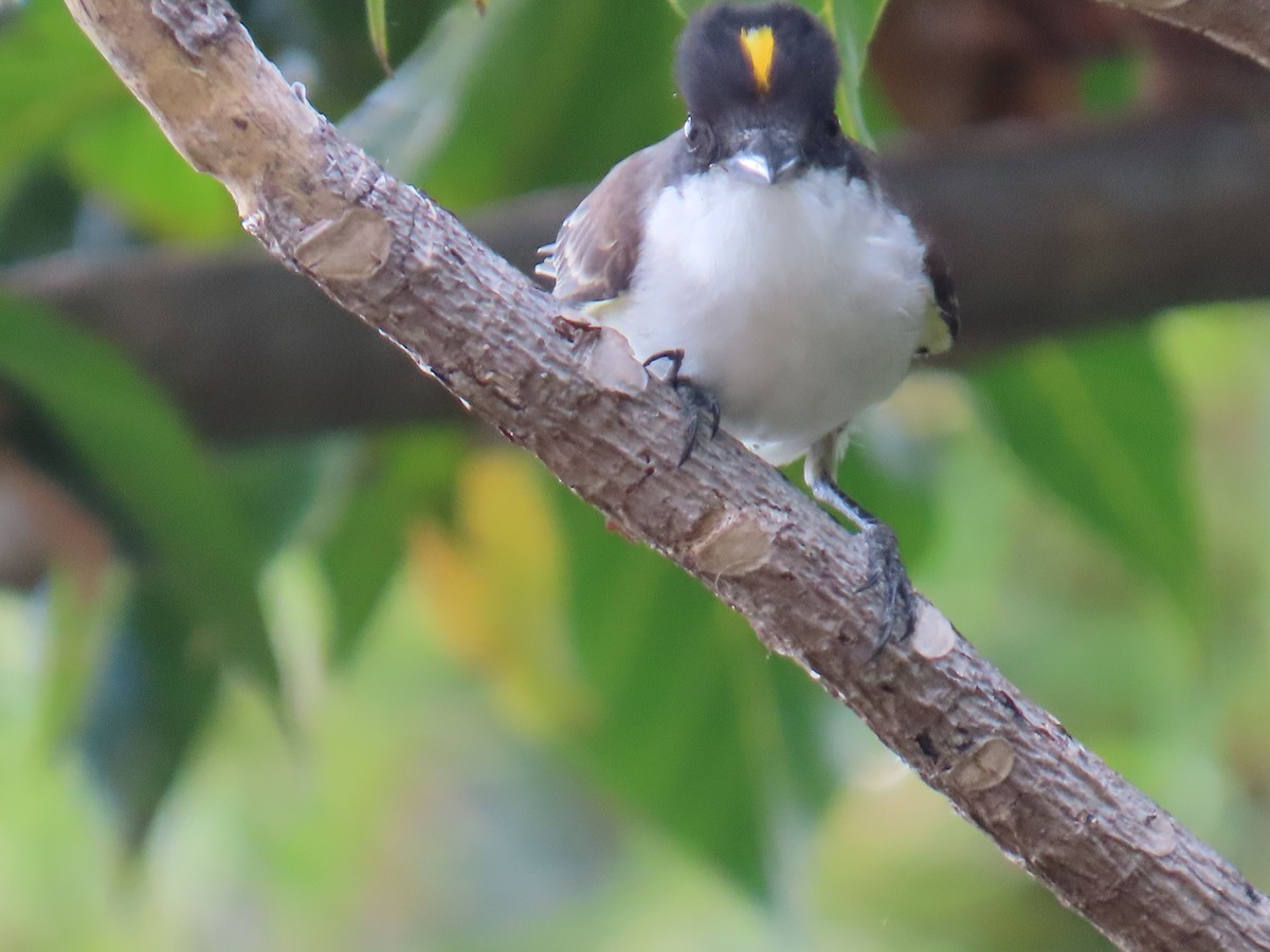 Tyran tête-police - ML646211302