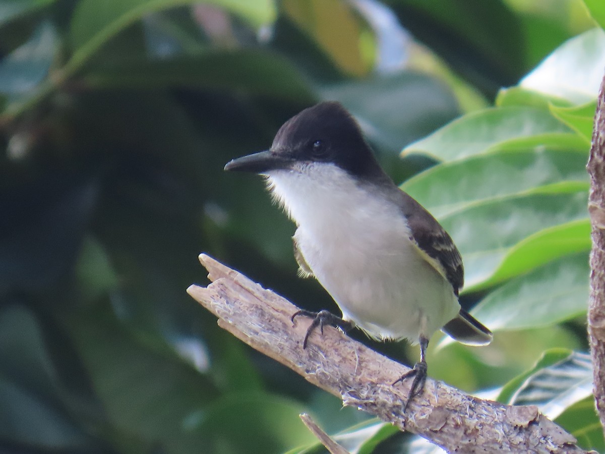 Tyran tête-police - ML646211303