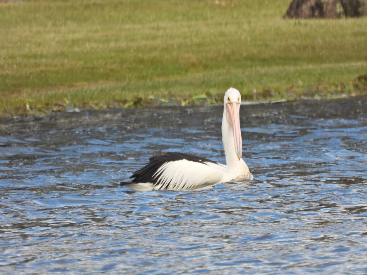 Pélican à lunettes - ML646211304