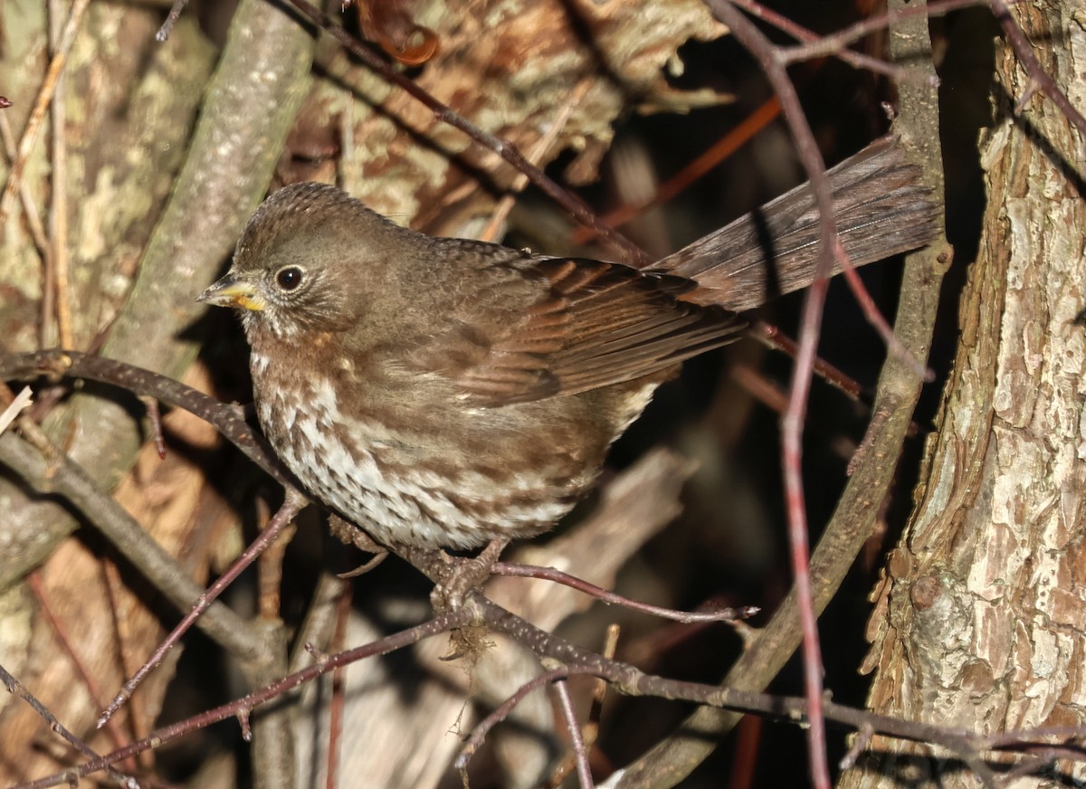 Bruant fauve - ML646211312