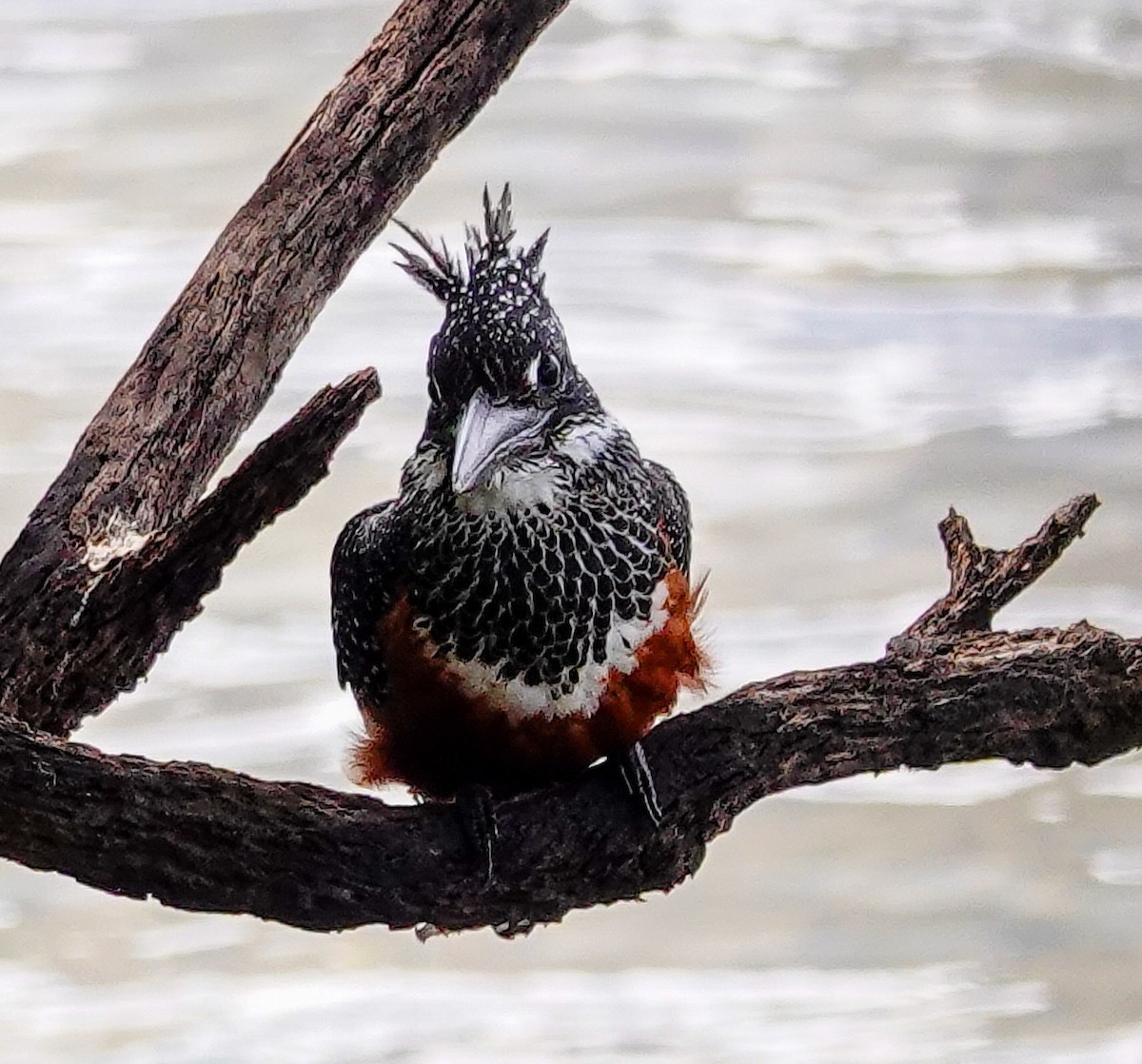 Martin-pêcheur géant - ML646211314