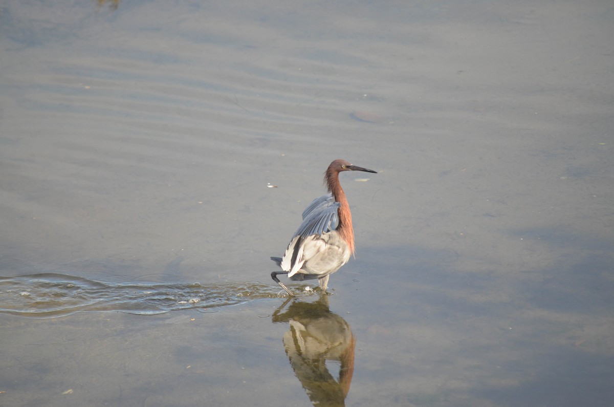 Aigrette roussâtre - ML646211316