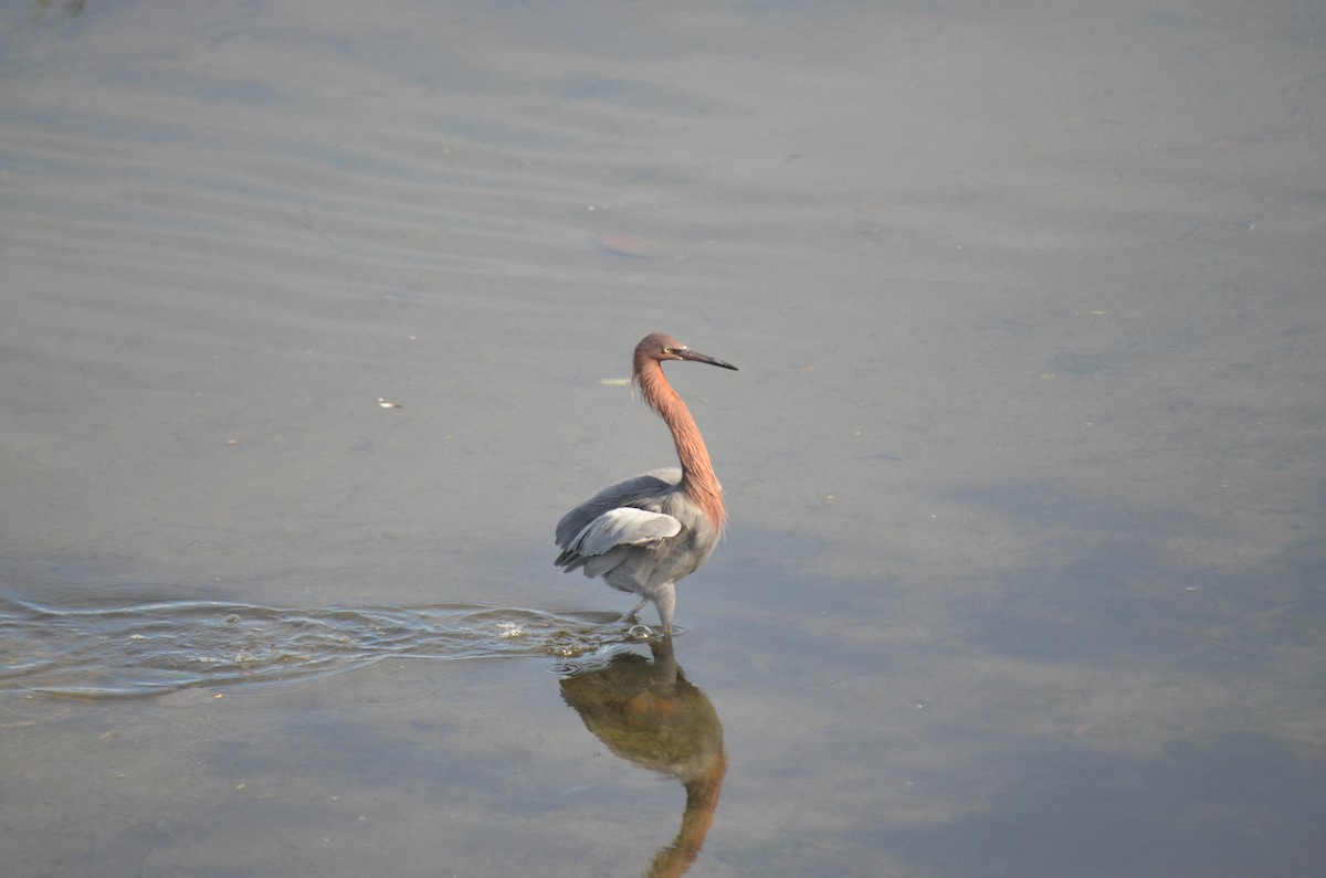 Aigrette roussâtre - ML646211320