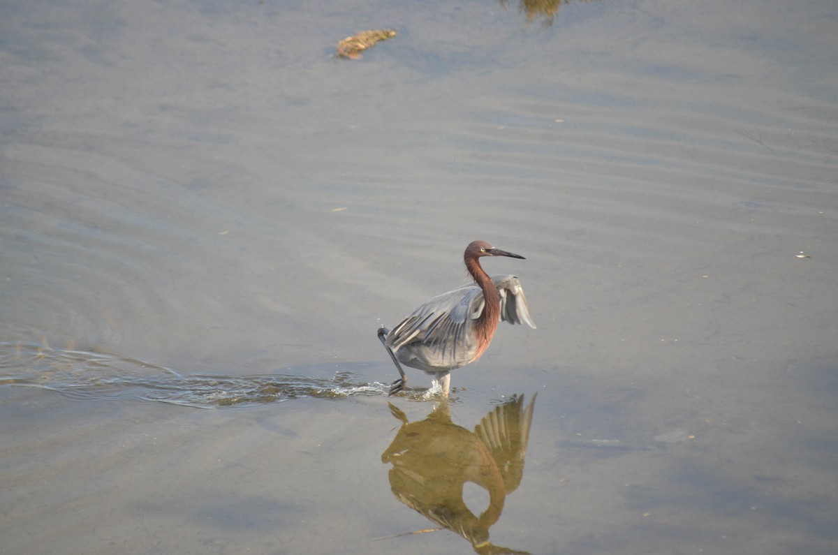 Aigrette roussâtre - ML646211321
