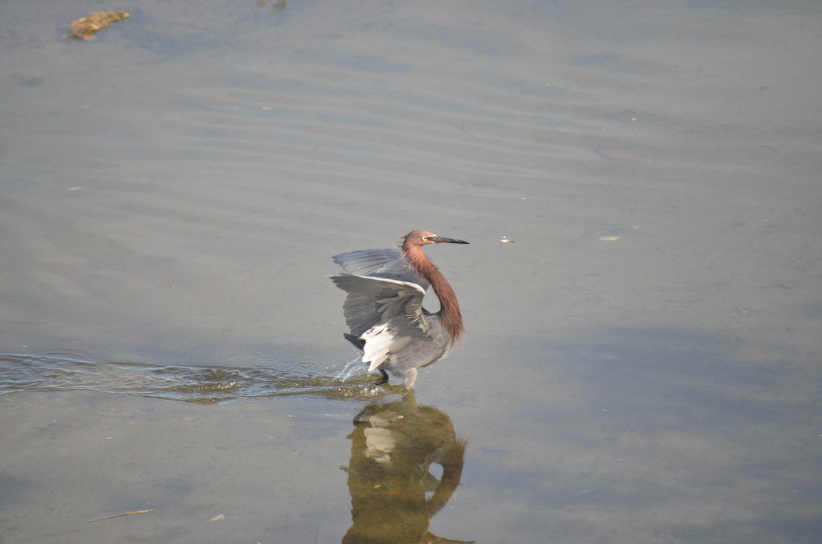 Aigrette roussâtre - ML646211322