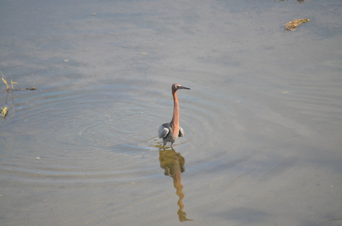 Aigrette roussâtre - ML646211323