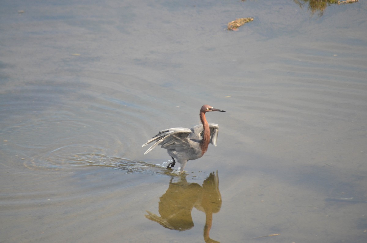 Aigrette roussâtre - ML646211324