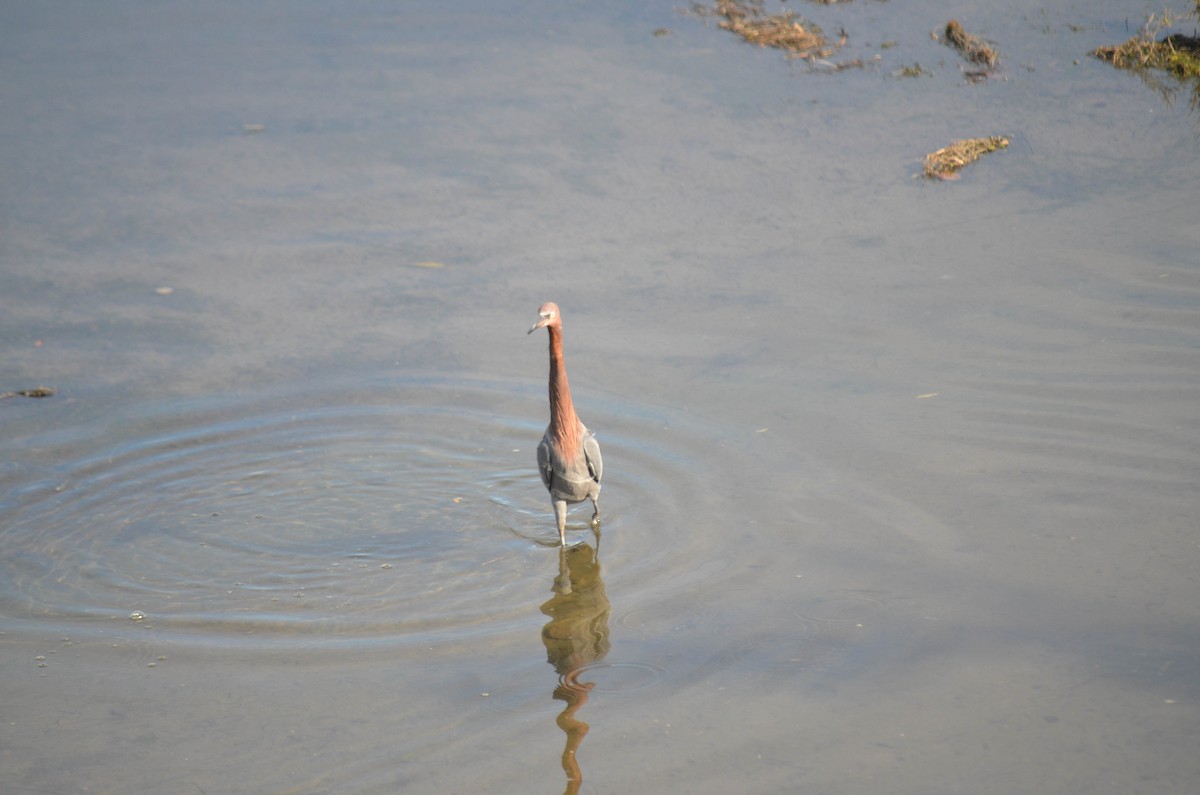 Aigrette roussâtre - ML646211325