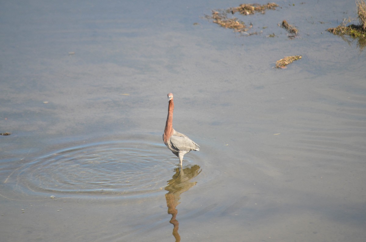 Aigrette roussâtre - ML646211326