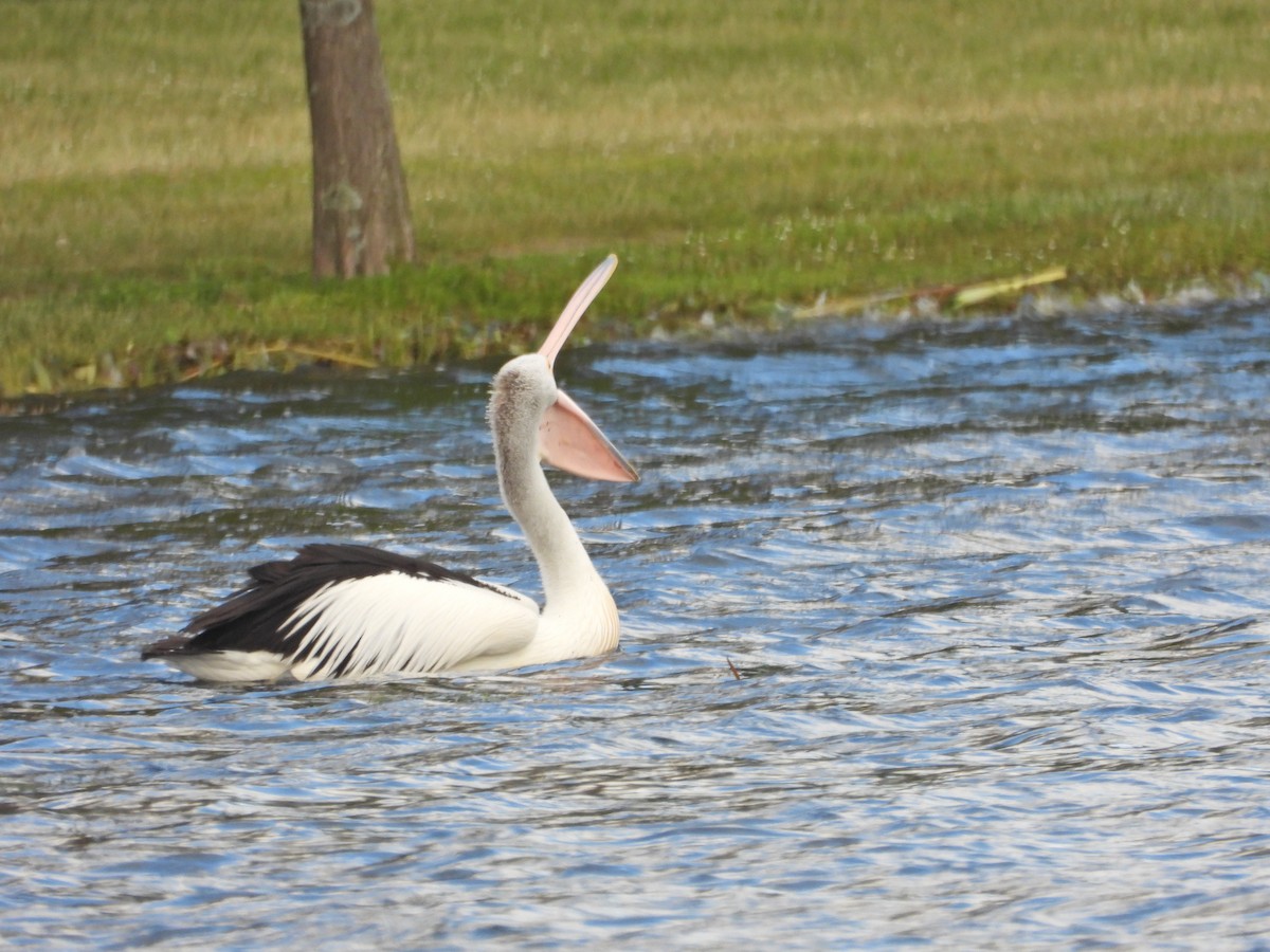 Pélican à lunettes - ML646211327