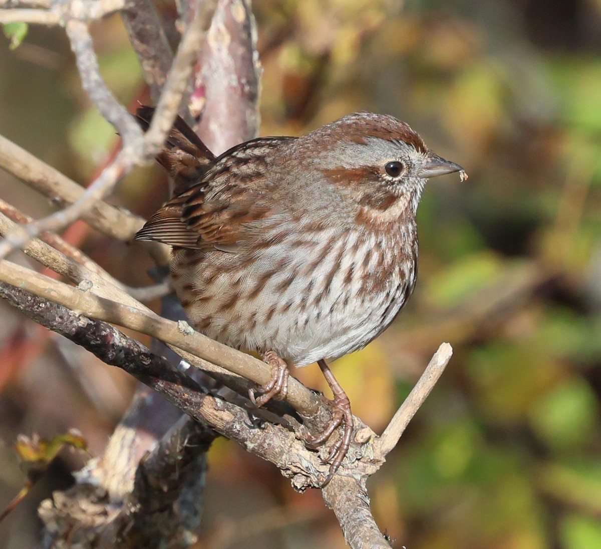 Bruant chanteur - ML646211330