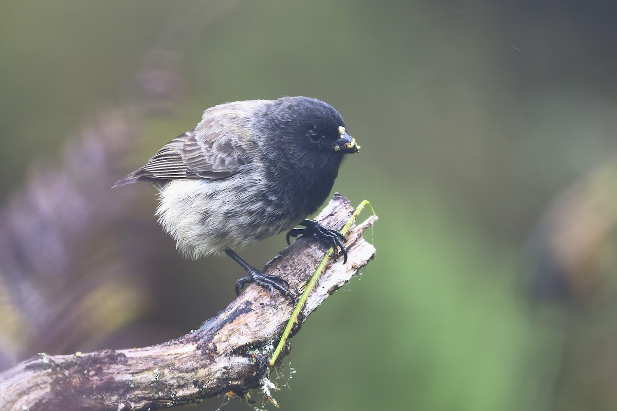 Géospize minuscule - ML646211333