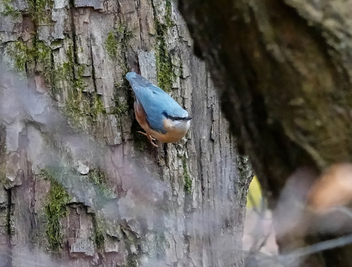 Eurasian Nuthatch - ML646211335