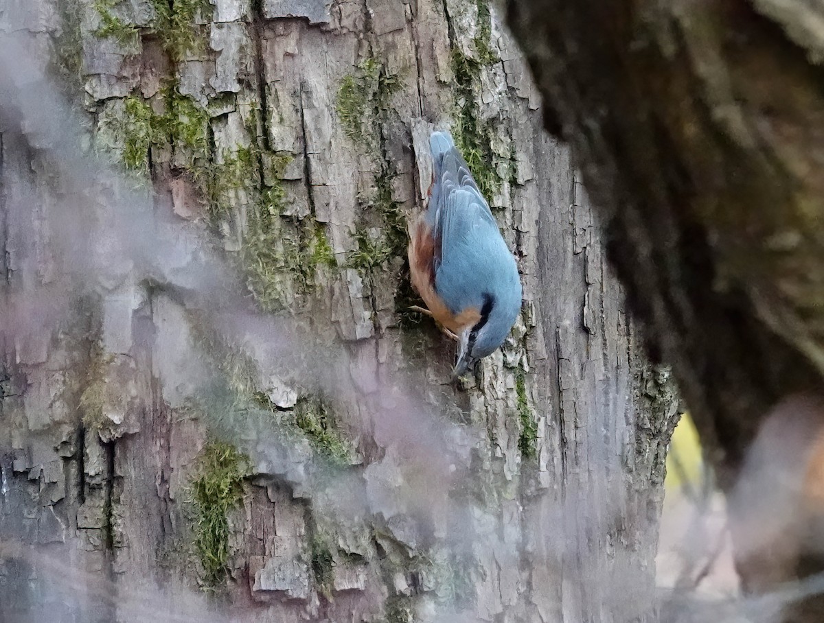 Eurasian Nuthatch - ML646211343