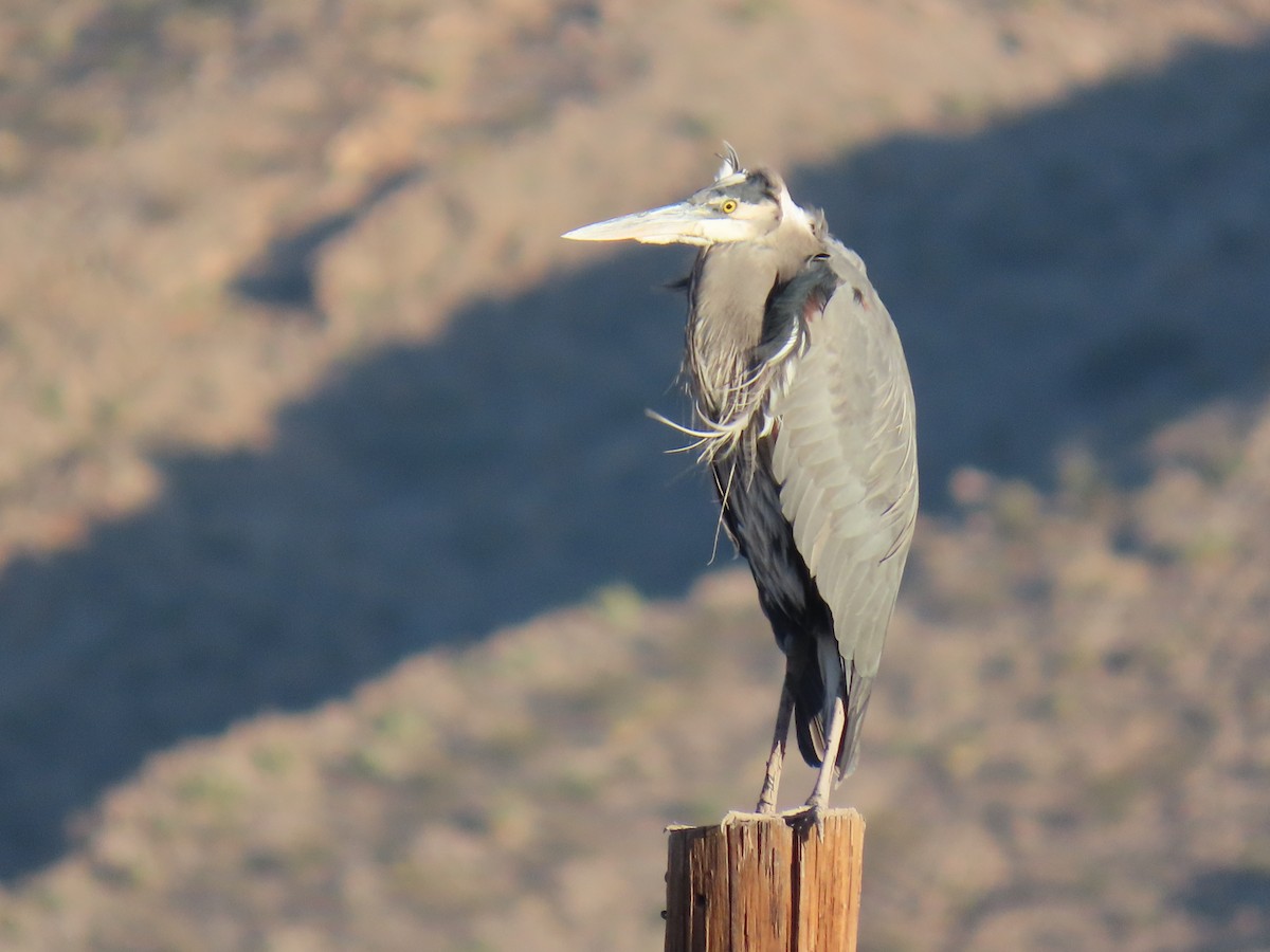 Great Blue Heron (Great Blue) - ML646211352