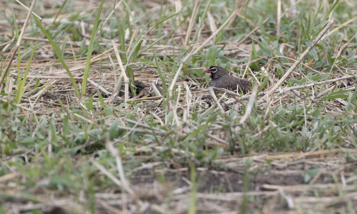 Quailfinch (Spectacled) - ML646211353