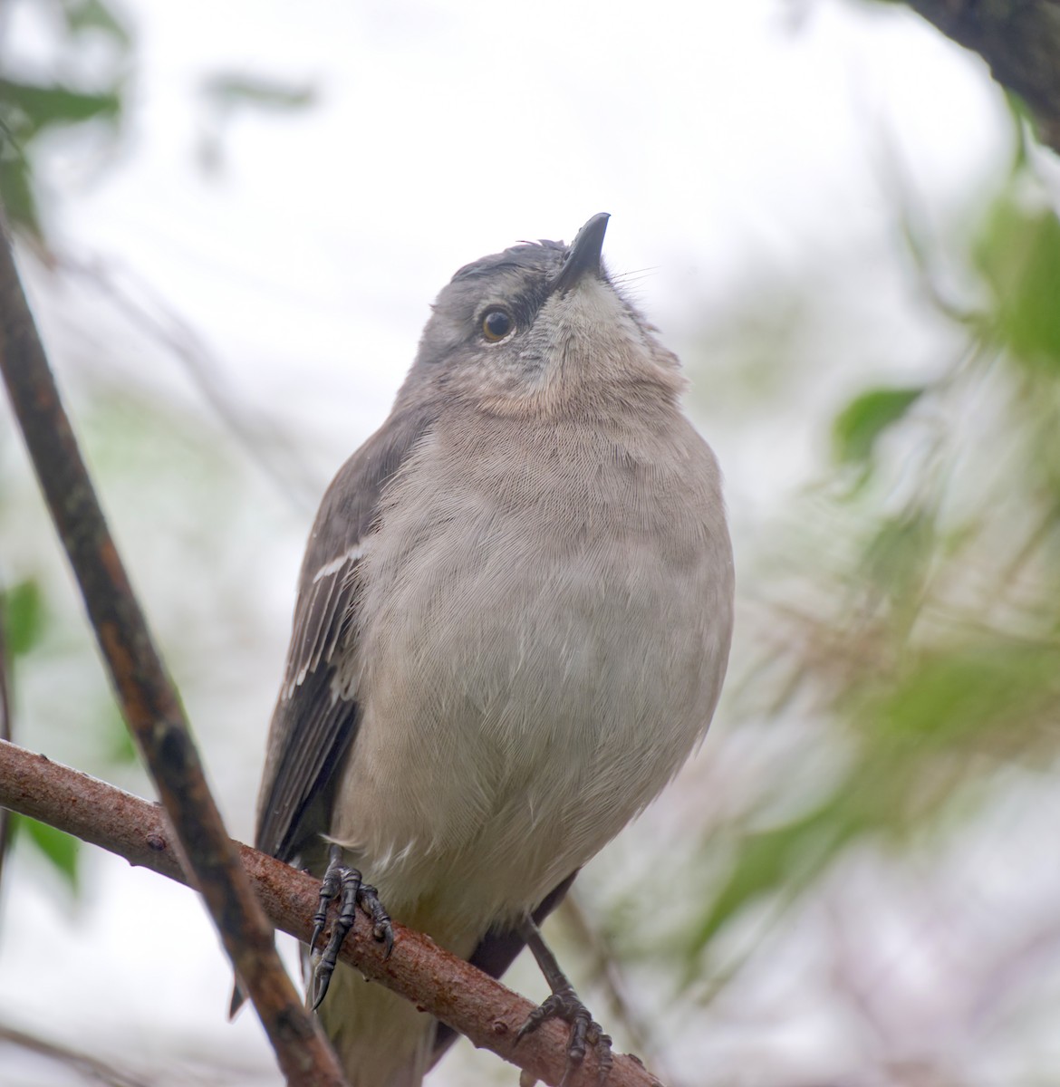 Northern Mockingbird - ML646211354