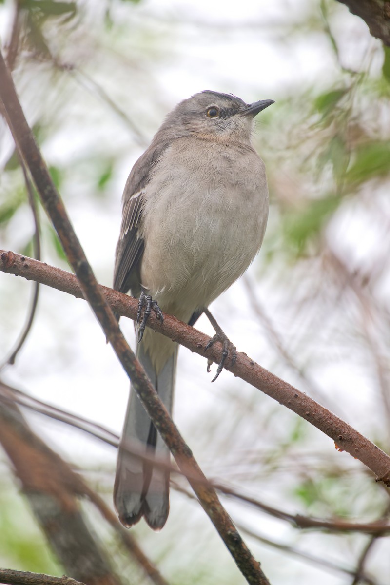 Northern Mockingbird - ML646211355