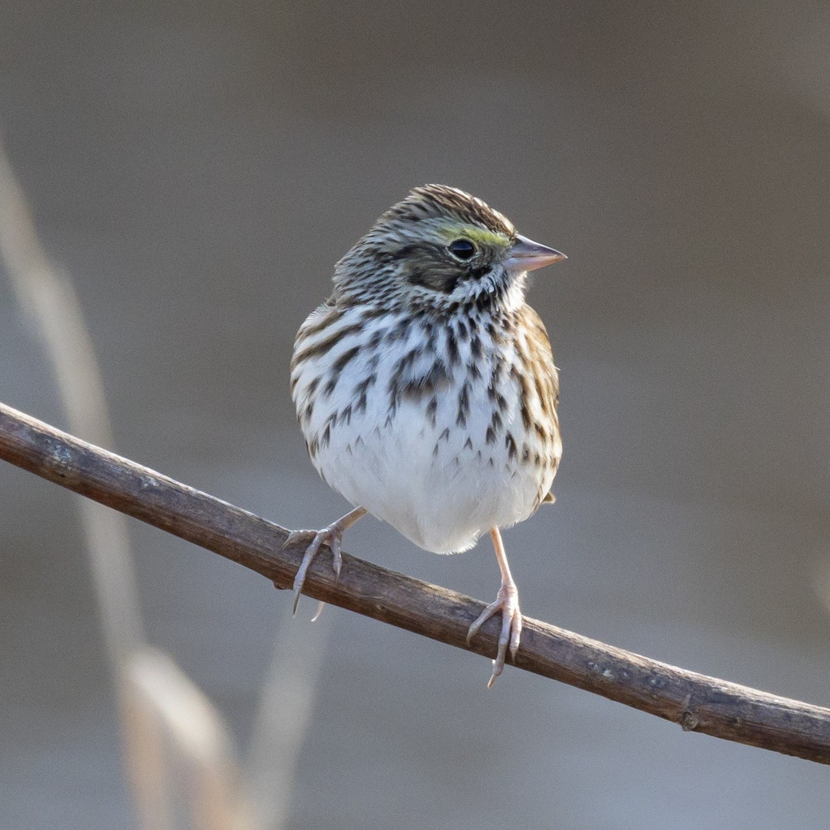 Savannah Sparrow - ML646211366